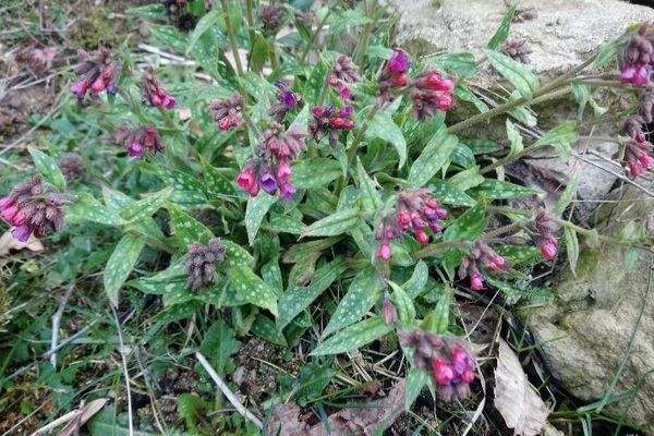 Narrow-leaf lungwort