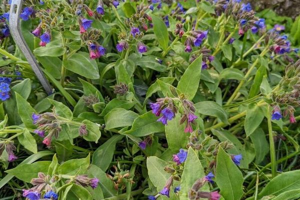 Pulmonaria mollis