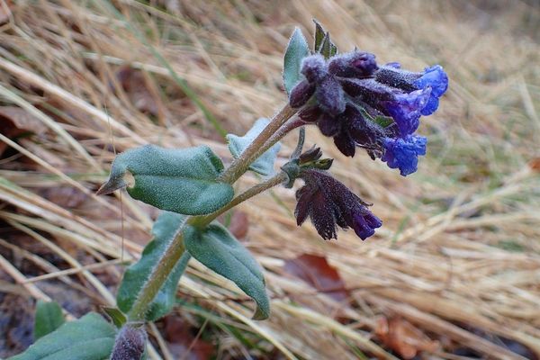 Mountain lungwort
