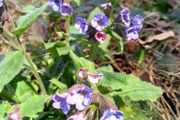 Suffolk lungwort