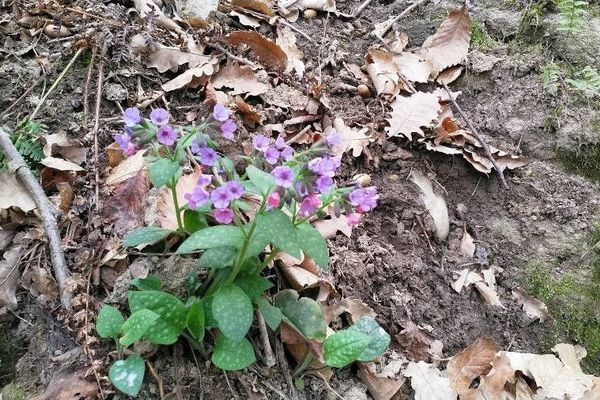 Jerusalem cowslip