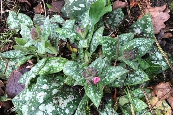 Bethlehem lungwort