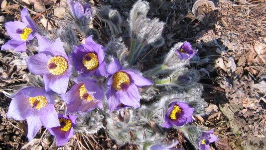 Pulsatilla halleri