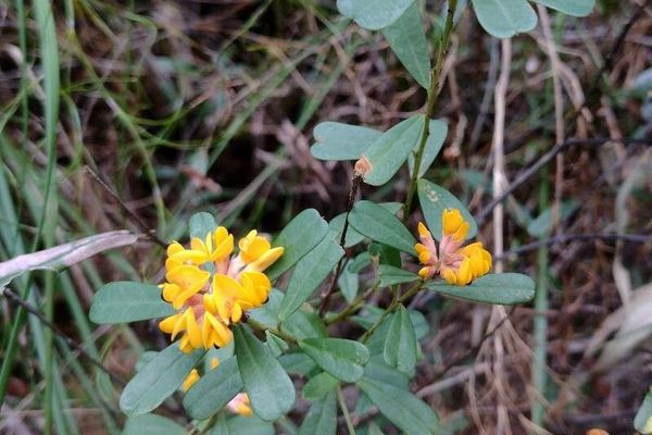 Pultenaea daphnoides