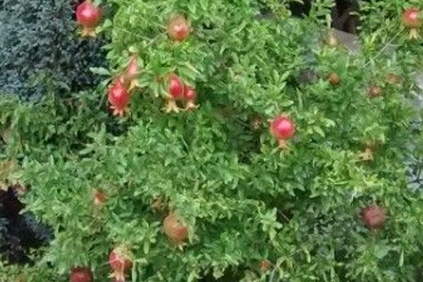 Pomegranate