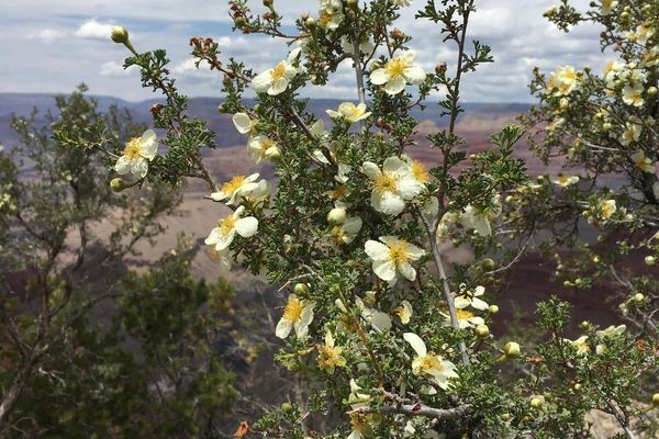 Stansbury cliffrose