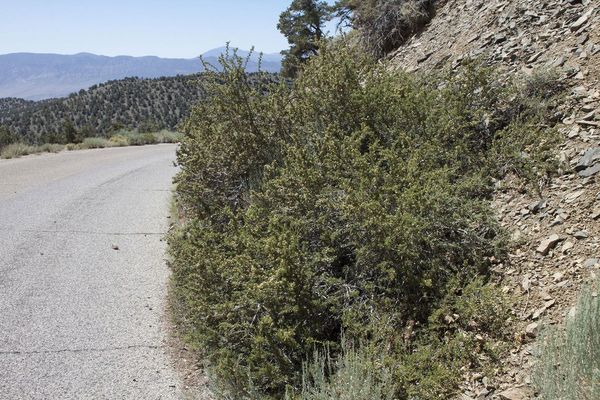 Antelope bitterbrush