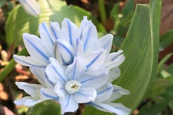 Striped-squill