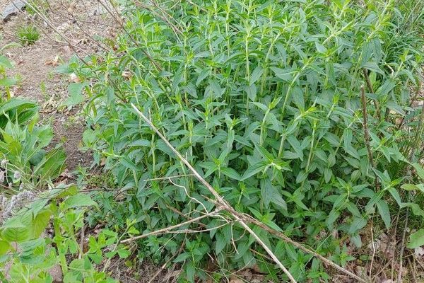 Clustered mountain-mint