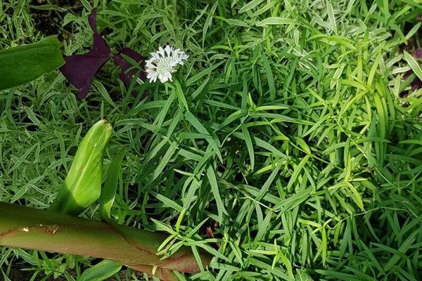 Narrow-leaf mountain-mint