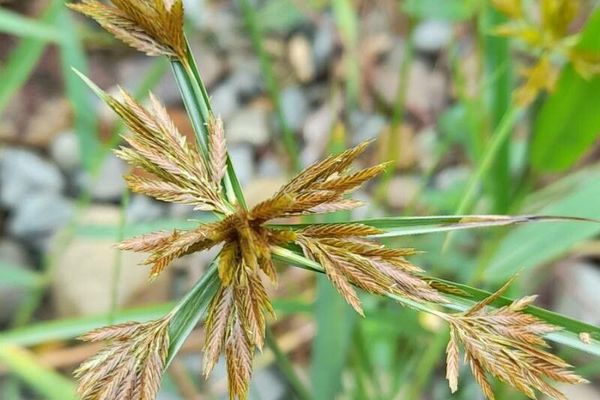 Bunchy flat sedge