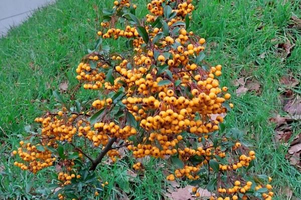 Firethorn