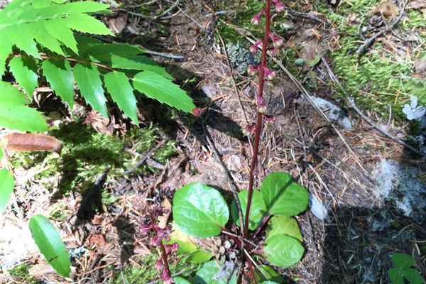 Liver-leaf wintergreen