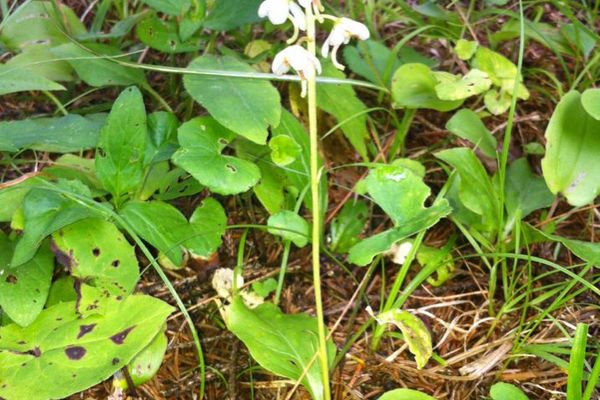 Wild lily-of-the-valley