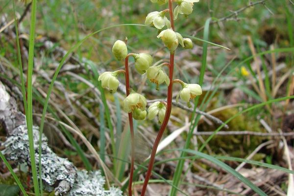 Intermediate wintergreen