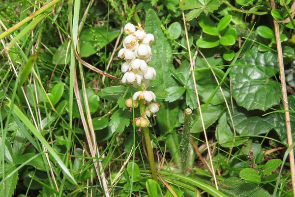 Snowline wintergreen