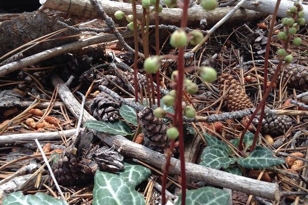 White-vein wintergreen