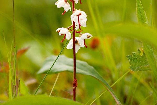 Round-leaf wintergreen