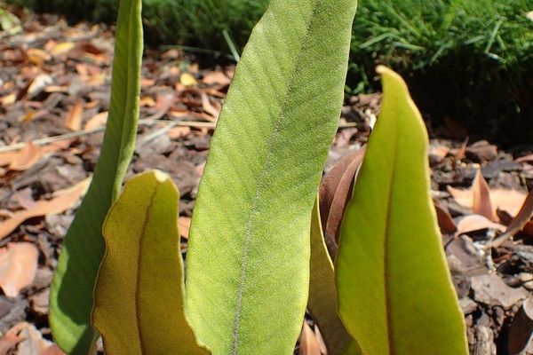 Felt fern