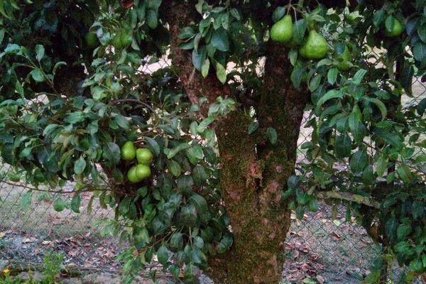 Pear