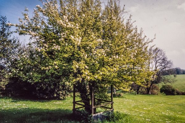 Plymouth pear