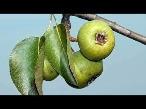 Wild pear