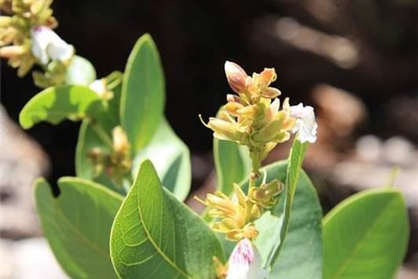 Qualea cordata