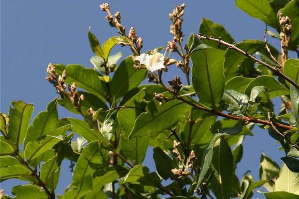 Qualea multiflora