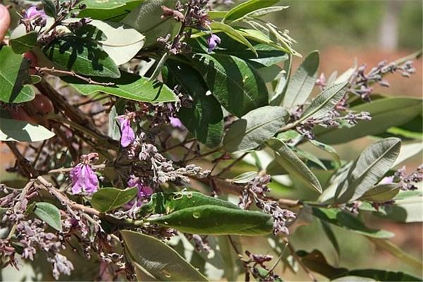 Qualea parviflora