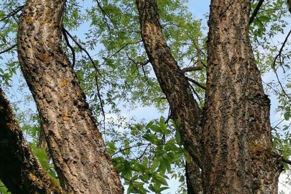 Sawthorn oak