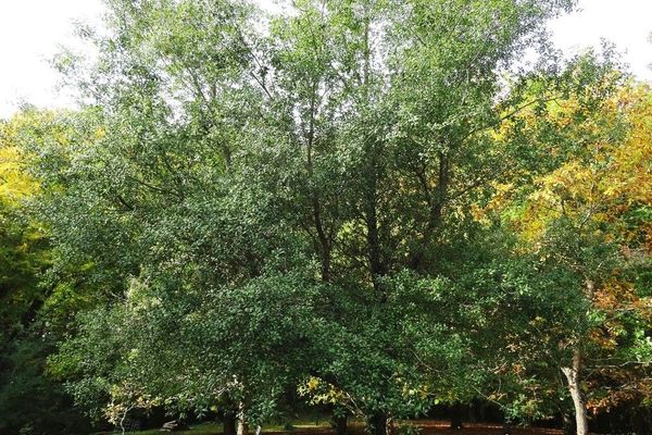 California live oak