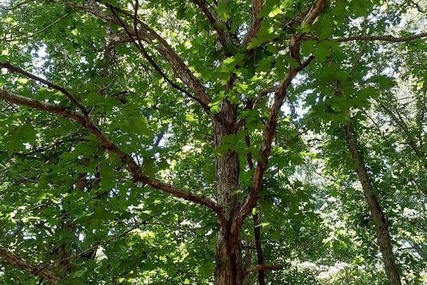 Stave oak