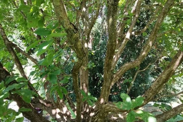 Oriental white oak
