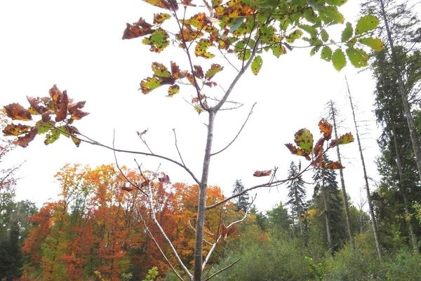 Swamp white oak