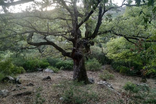 Algerian oak