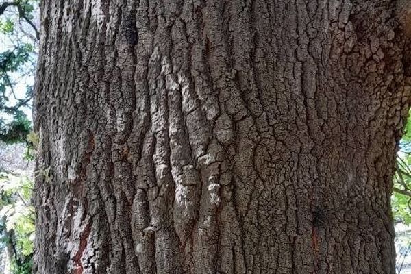 Turkey oak