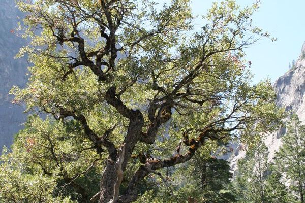 Canyon live oak