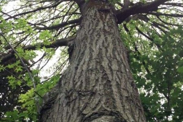 Scarlet oak