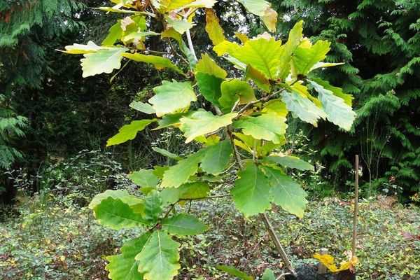 Daimyo oak