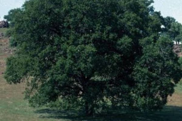 Blue oak