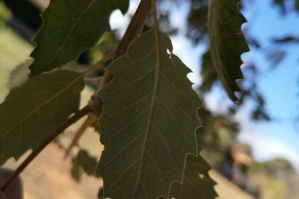 Honeydew oak