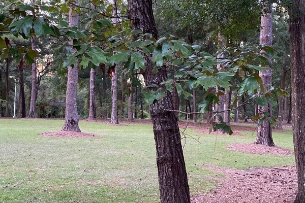 Spanish oak