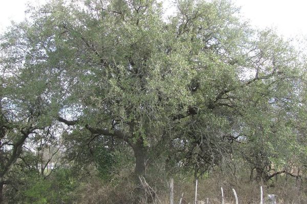 Texas live oak