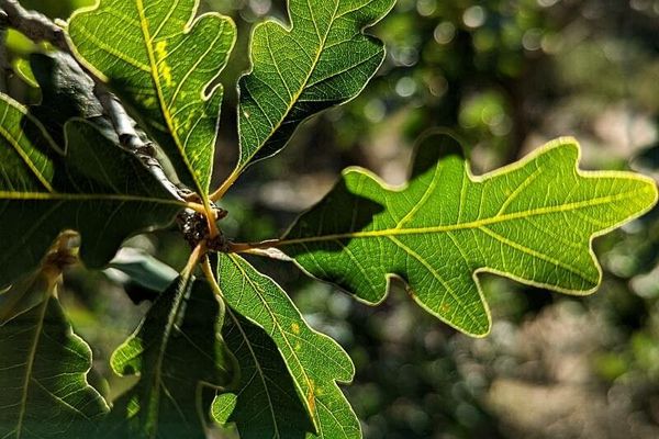 Gambel oak