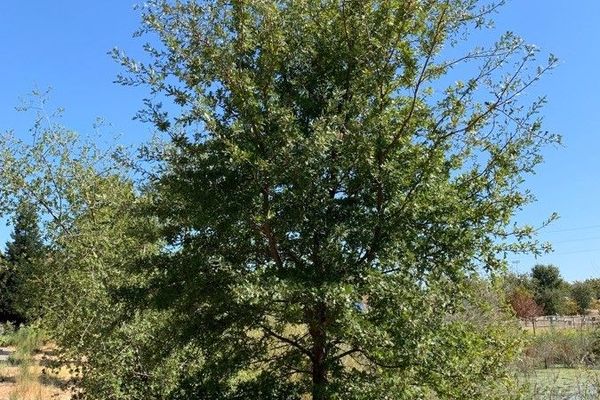 Garry oak