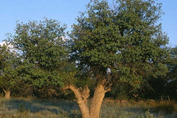 Gray oak