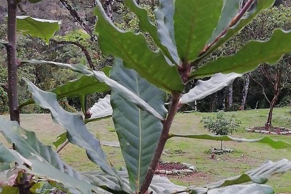 Andean oak