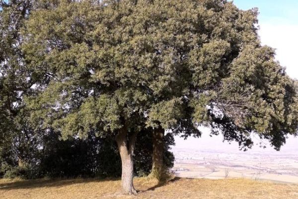 Evergreen oak