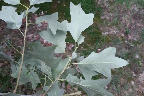 Bear oak