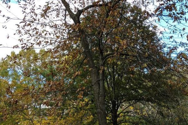 Shingle oak